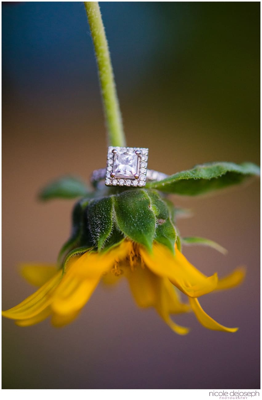 Nicole DeJoseph Photography_3973